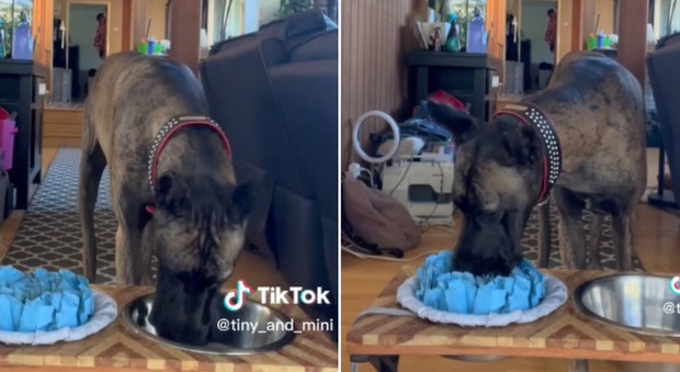 La cagnolina educata si pulisce il muso dopo aver bevuto dalla ciotola: il video fa impazzire TikTok