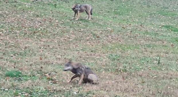 Rari esemplari di lupi grigi avvistati ad Amatrice
