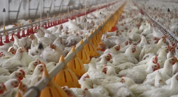 L’influenza aviaria è arrivata nel Vicentino: da abbattere subito 38 mila capi di pollame