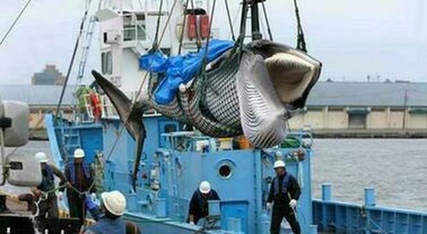Vomito di balena, tornati alla luce 30 chili di 'ambra grigia': valore 1 milione di euro