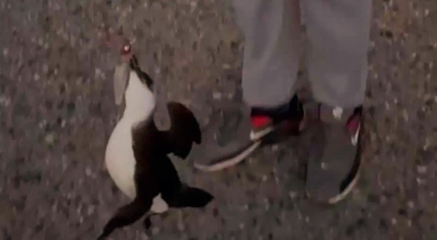 La gazza marina ritenuta un pinguino presa all'amo in Calabria (filmato diffuso dalla Gazzetta del Sud, frame diffuso da WWF Italia)