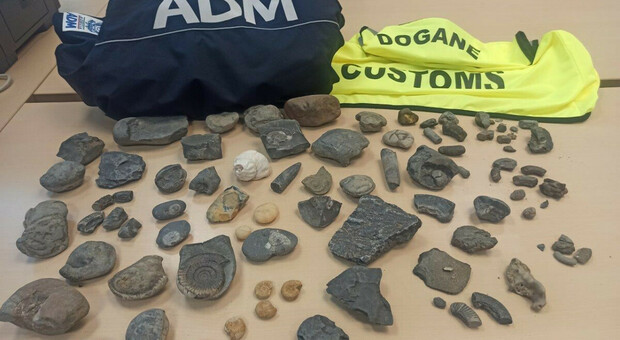 Fossili rari trovati in un bagaglio "smarrito" in aeroporto: scatta il sequestro