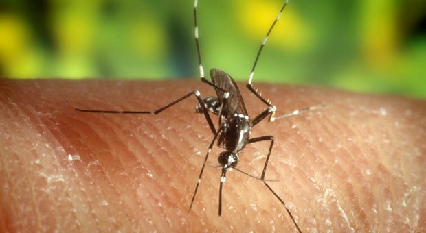 Come le zanzare scelgono chi pungere: "hai il sangue dolce" è solo un luogo comune