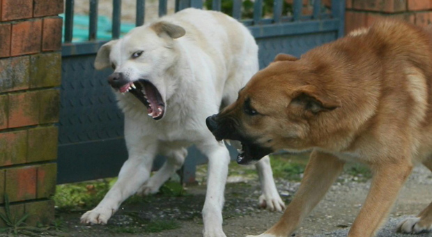 I suoi cani azzannarono a morte un cucciolo: padrone e animali a scuola di comportamento
