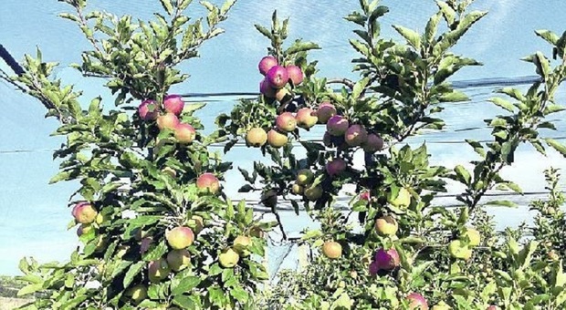 Le mele di Biancaneve, prodotto in sofferenza per il caldo