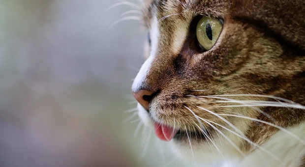 Il potente effetto antistress delle carezze a un gatto amato - Foto di Annette Meyer da Pixabay