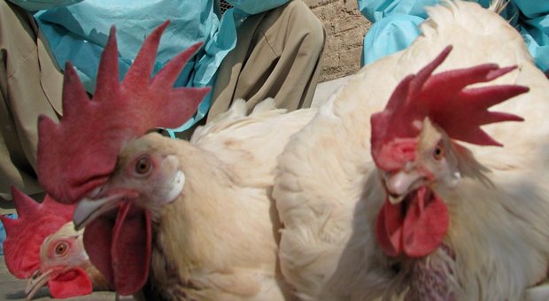 «Alto rischio virus aviaria nel territorio a Sud di Verona»