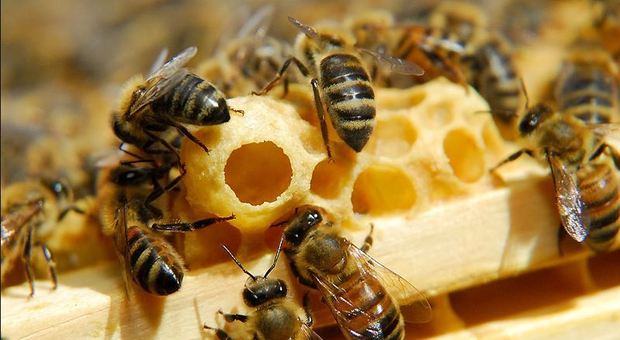 Apicoltura: 356mila euro per aiutare chi alleva api e produce miele