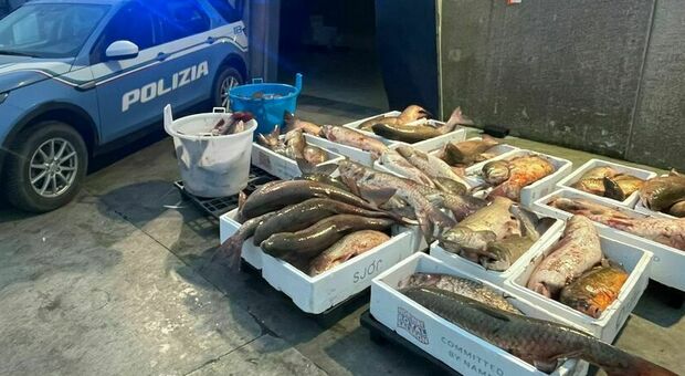 Bracconaggio ittico, intercettate due auto con 600 chili di carpe, siluri e cefali: denunciati 5 romeni