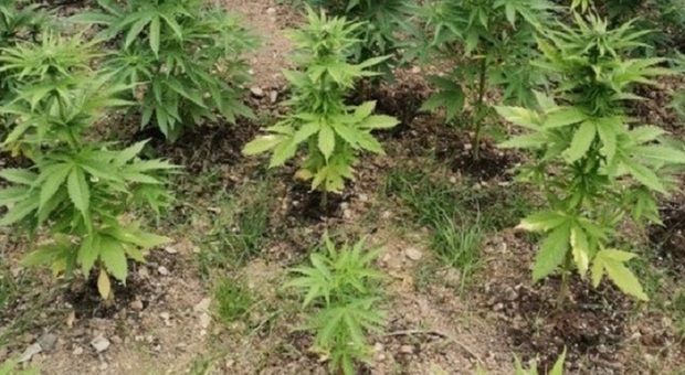 Coltivano marijuana nel giardino di casa, arrestati due fratelli: «Maxi piante fino a 2 metri di altezza»