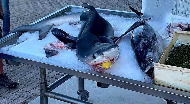 Costa Azzurra, squalo azzurro muore a riva. «Rivenduto a tranci nelle pescherie»