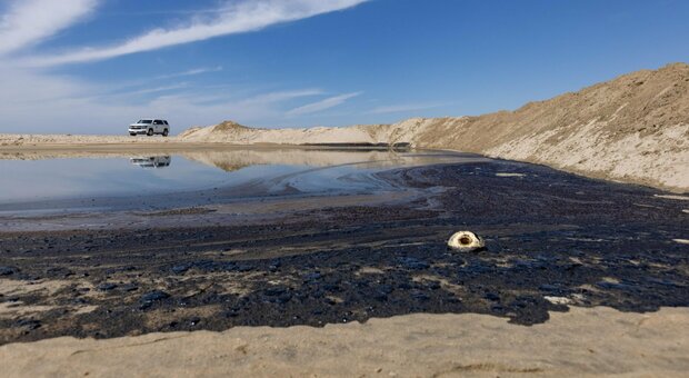 California, guasto a un oleodotto: la marea nera sulla costa sta uccidendo pesci e uccelli