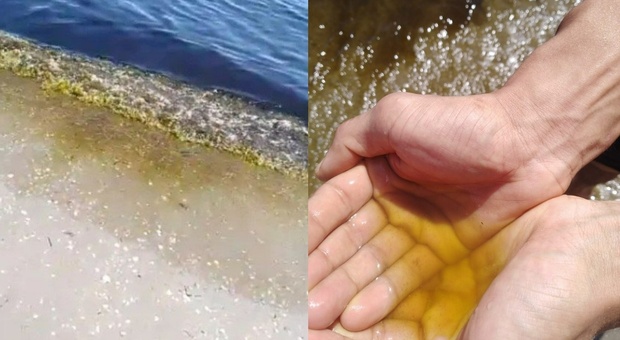 Venezia, allarme acqua gialla al Lido: «L'acqua del mare è completamente tinta». Ecco cosa sta succedendo