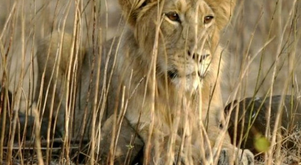 India, leonessa muore di Covid: altri 8 felini sono positivi