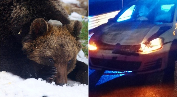 L'orso Juan Carrito investito da un'auto: è grave