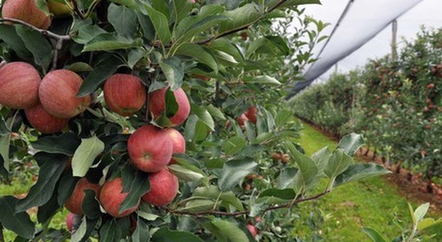 Nel Veronese è il tempo delle mele La produzione cresce dell'8%