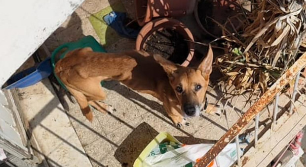 Roma, cane sul balcone sotto al sole e senza acqua e cibo: i vicini lo salvano calandogli i bocconcini