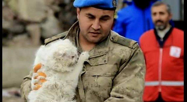 Il gatto miracolosamente salvato nella città di Diyarbakir (immag social diffuse da Haytap-Animal Rights Federation in Turkey)