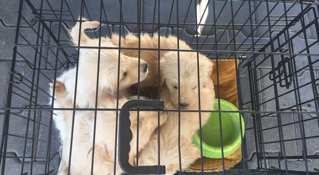 Ingabbiati nel furgone e senza microchip: salvati 4 cuccioli