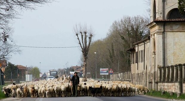 Pastore con le sue pecore "invade" la ss 47 Valsugana a San Giorgio in Bosco