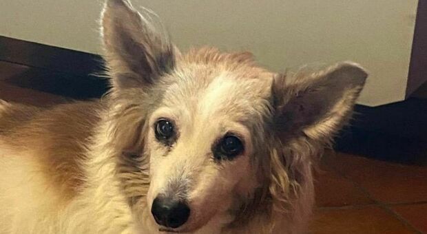 San Vito: i cani molecolari per ritrovare Lila, persa da 13 giorni