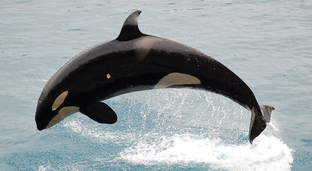Un'orca marina avvistata nella Senna in Francia
