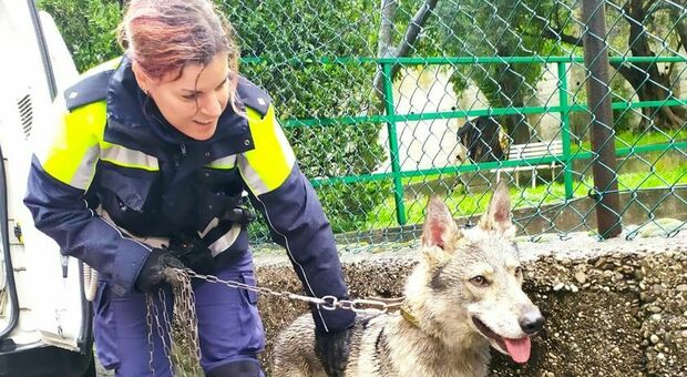 Si impiglia con la catena tra gli arbusti: cane lupo tratto in salvo