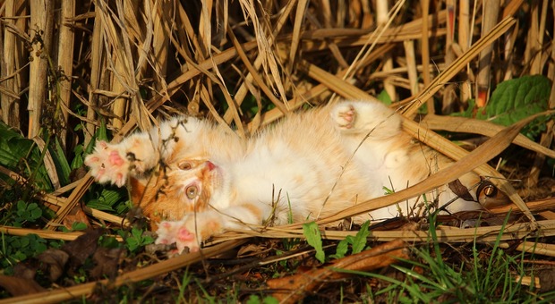 Cordovado, gatto colpito da carabina - Foto di rihaij da Pixabay