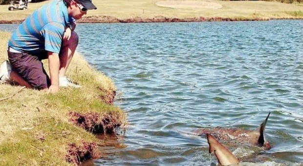 Un giocatore di golf e uno degli squali del club (immag diffuse sui social dal Carbrook Golf Club)