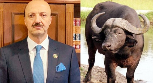 Mario Alberto Canales Najjar ucciso dal bufalo che stava cacciando