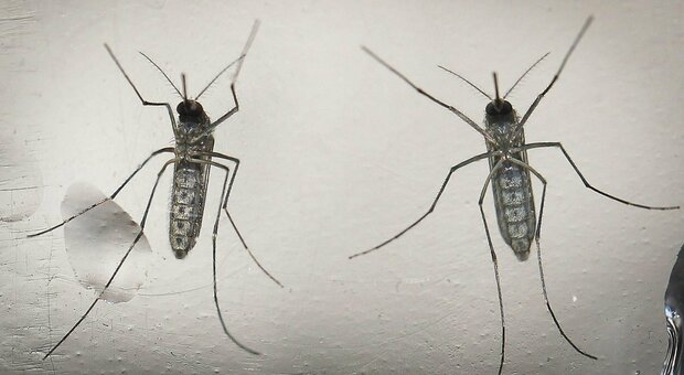 West Nile, dai sintomi al contagio fino alle cure: cosa è il virus trasmesso dalla zanzara