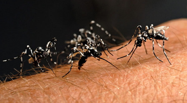 Camponogara, allarme dengue: scatta il protocollo d'emergenza. «Ecco le precauzioni da adottare»