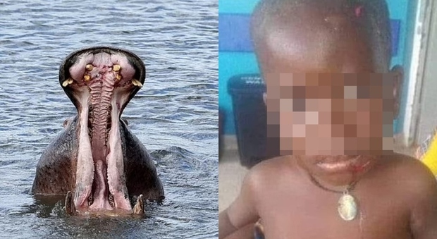 Uganda, ippopotamo ingoia un bambino intero di due anni, poi lo risputa vivo. «Sopravvissuto per miracolo»