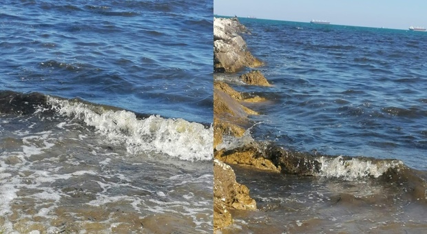 Venezia, acqua marrone al Lido: «Sarà un fenomeno costante, l'alga Fibrocapsa japonica ha colonizzato la zona»