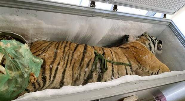 La tigre trovata dalla polizia vietnamita nel congelatore.