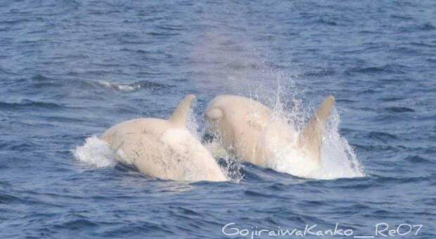 Le due orche bianche avvistate in Giappone (immag diffuse su Instagram e Fb da Gojiraiwa Kanko Whale Watching)