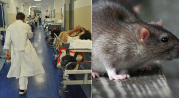 Modena, topo morto nel pranzo dell'ospedale: non si esclude gesto dei “no vax”