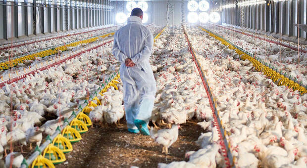 Focolaio di aviaria in un allevamento: dovranno essere abbattuti 13mila polli