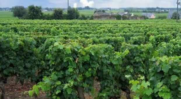 Cibo più green, Coldiretti: crollate vendite pesticidi in Italia (-32%)