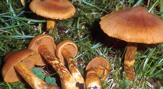Il fungo velenosissimo che sta crescendo in modo abnorme nei boschi bellunesi
