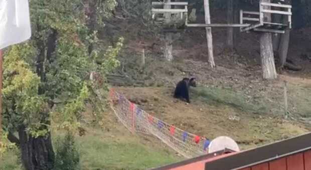 Irruzione dell'orso nel campo di tiro con l'arco a Roccaraso