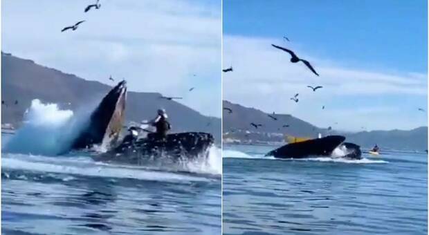 La balena inghiotte due ragazze in kayak. Le incredibili immagini dalla California (video pubbl da T-Vinet Televisiòn Digital su Fb)