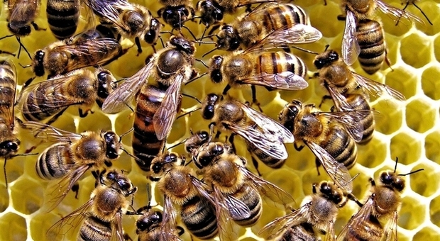 Adottare un alveare per diffondere la cultura del rispetto della api: l'idea di una startup