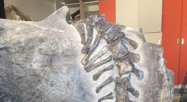 Bruno, il dinosauro più grande in Italia è pronto a svelarsi al pubblico