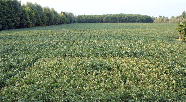 Una coltivazione di soia: è stata la prima coltivazione in Polesine