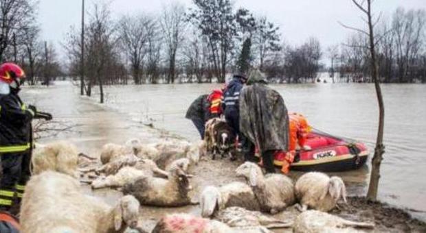 Esonda il Livenza a Portobuffolè: strage di pecore e agnellini