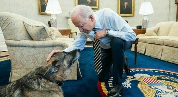 Biden, il cane Major morde un membro della Casa Bianca: è la seconda volta in un mese