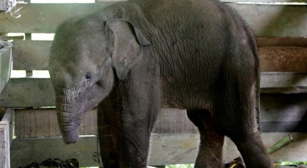 L'elefantino rinvenuto con la proboscide mutilata dai bracconieri (immag diffusa da The New Straits Times)