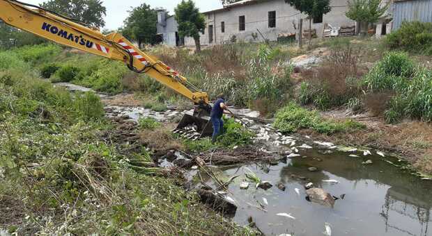Canali senza acqua: moria di pesci a Latina Scalo «Acque medie, 2 metri sotto il livello»