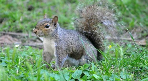 Uno scoiattolo grigio nordamericano (immag repertorio Ansa)